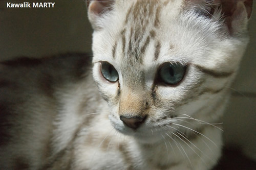 chaton bengal snow mink